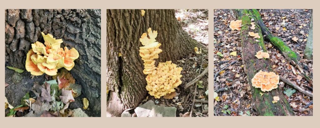 how to identify chicken of the woods mushrooms, 3 different species