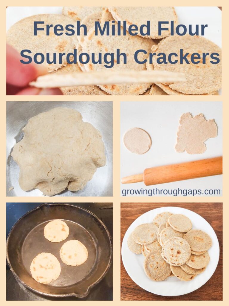 how to make fresh milled flour sourdough crackers 4 easy steps with ancient grain wheat berries in grain mill